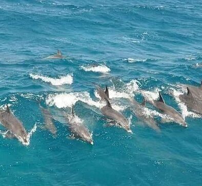 Delfinschwimmen Hurghada | Dolphin House